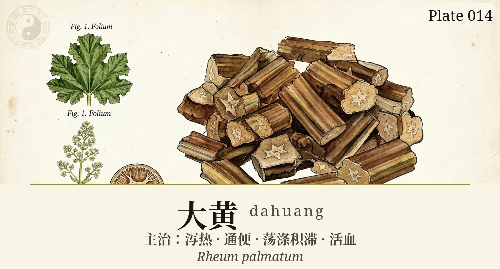 Dahuang (Rhubarb Root) — classical plate