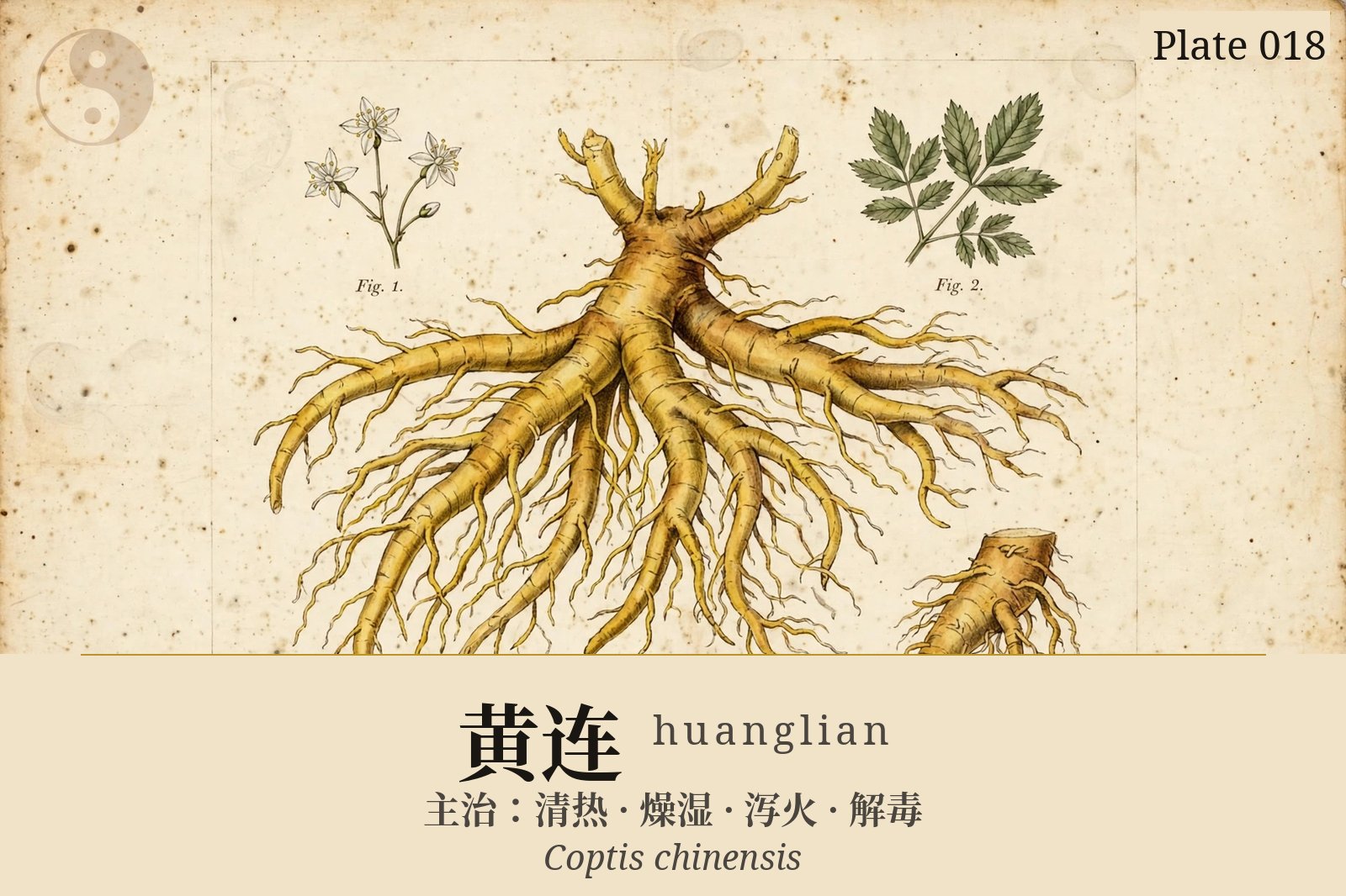 Huanglian (Coptis Root) — classical plate