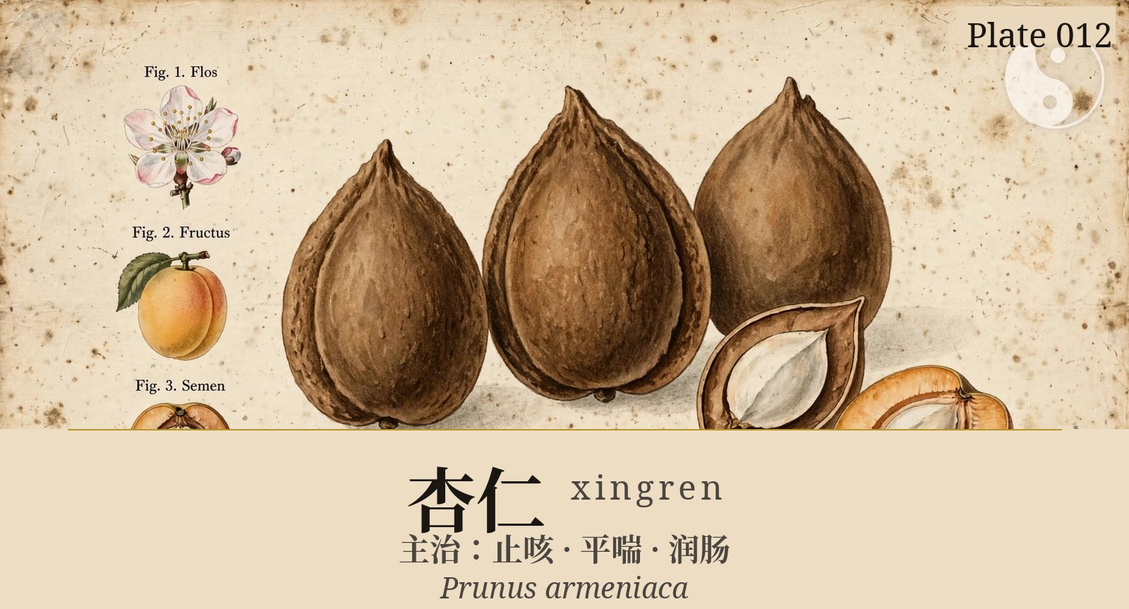 Xingren (Apricot Kernel) — classical plate